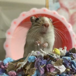 Meet your Posher, Abraham